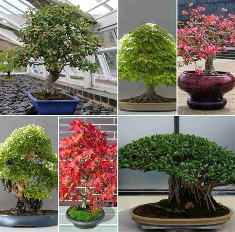 Bonsai Tree Types, Bonsai Gardening, Bonsai Care | Gardening Tips