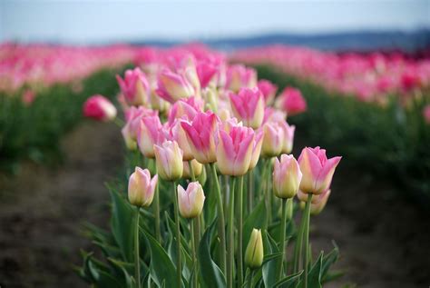 The Skagit Valley Tulip Festival in Mt. Vernon, WA