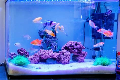 Bubble Eye Goldfish: Tank Setup, Diet, Health & More!