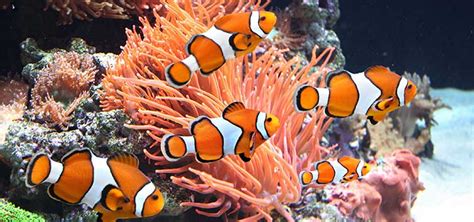 Saltwater Aquarium Checklist | Tropical Fish Hobbyist Magazine