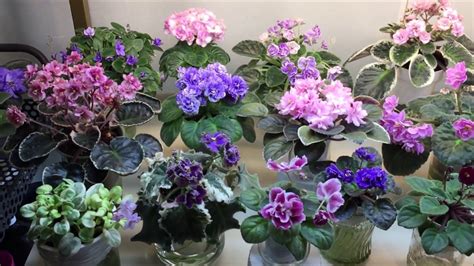 AFRICAN VIOLETS - Blooming in May 2020 - YouTube