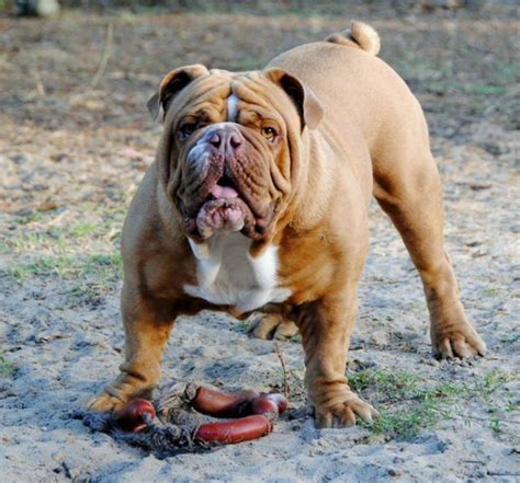 Australian Bulldog vs English Bulldog - Breed Comparison