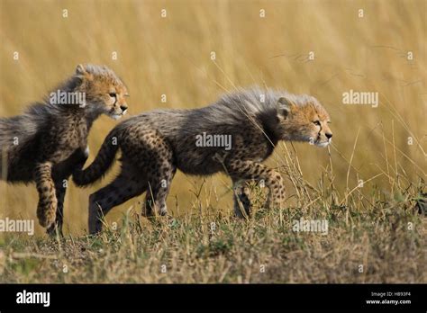 Cheetah (Acinonyx jubatus) ten to twelve week old cubs playfully stalking, Maasai Mara Reserve ...