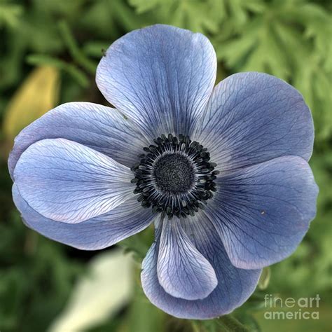 Blue Poppy Anemone Photograph by Brothers Beerens