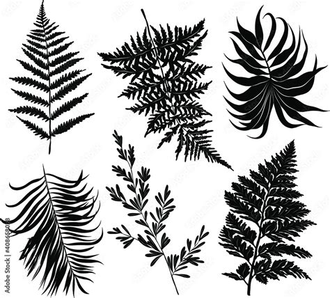 palm leaves set pattern black and white vector illustration Stock ...