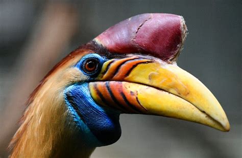 Malaysia finds hornbill 'ivory' in massive wildlife seizure