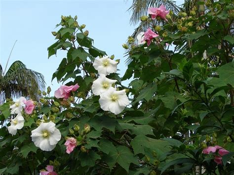 Hibiscus mutabilis (Confederate Rose, Cotton Rose, Cotton Rose Mallow ...