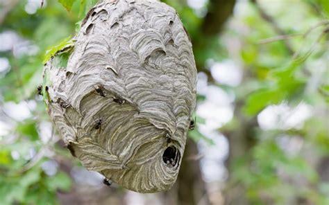 Bee Nest Identification | ABC Humane Wildlife Control and Prevention