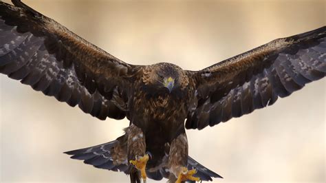 Golden Eagle | San Diego Zoo Animals & Plants