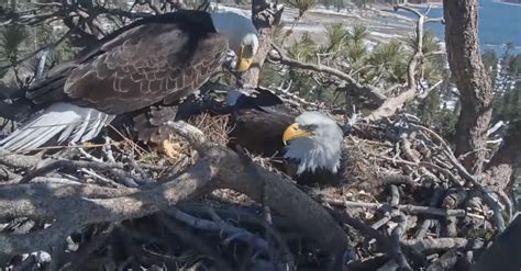 We Have A Chick! Big Bear Bald Eagle Couple Welcomes Hatching Of First Egg (Plus First Feeding ...