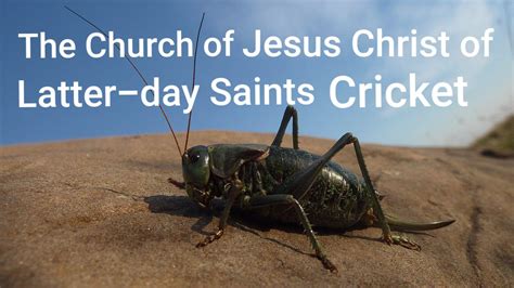 The insect formerly known as the "Mormon cricket". : r/exmormon