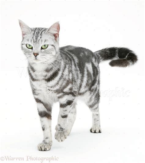 Silver tabby cat photo WP31158