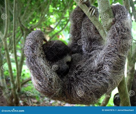 Sloth Hanging from Tree stock photo. Image of brainstorm - 50447876