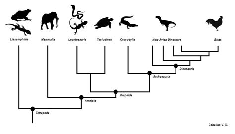 How To Make A Cladogram: Examples + Plans - MyMyDIY | Inspiring DIY Projects