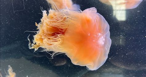 Baby Lion's Mane Jellyfish Have Arrived | Sitka Sound Science Center - Sitka Sound Science Center