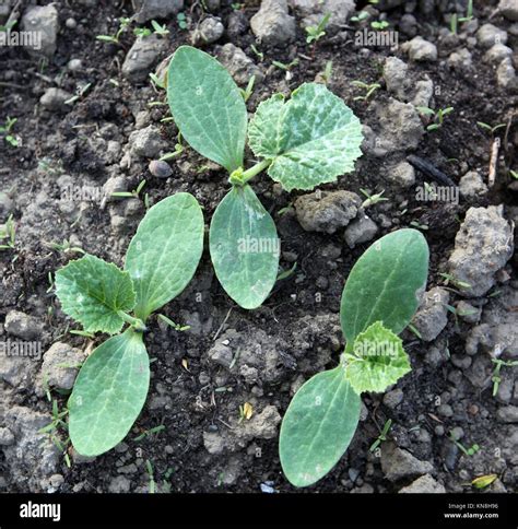 Pumpkin seedlings hi-res stock photography and images - Alamy