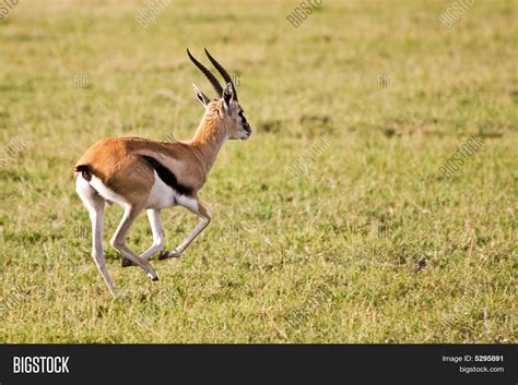 Thomson Gazelle Image & Photo (Free Trial) | Bigstock