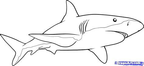 Shark Tooth Drawing | Free download on ClipArtMag