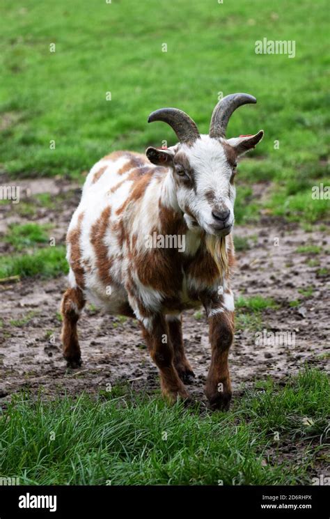 brown and white pygmy goat Stock Photo - Alamy