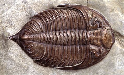 Fantastic fossils in Britain and where to find them | Natural History ...