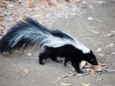 Skunk Removal | Cornelius, Mooresville & Kannapolis, NC | Wallah ...