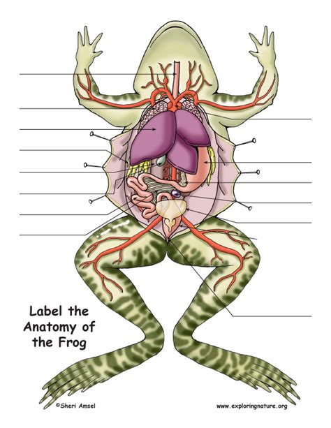 Frog Dissection Diagram and Labeling