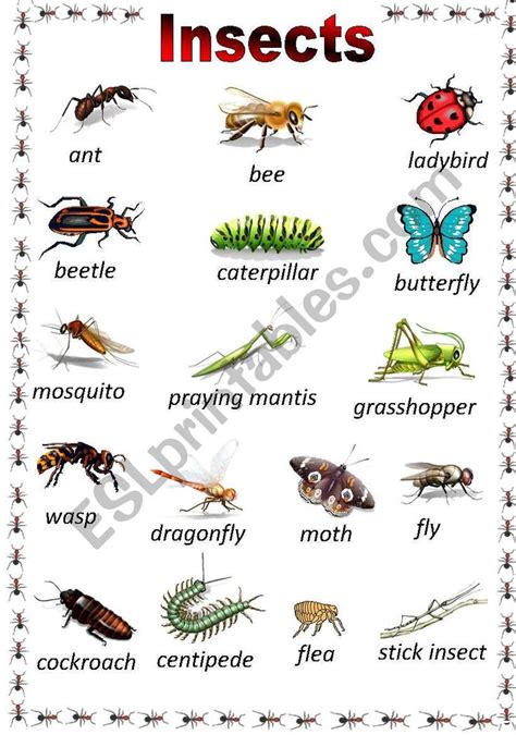 A poster of the most common insects. I use this to introduce the names/pictures of the insects ...