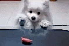 Hungry Dog GIF - Find & Share on GIPHY