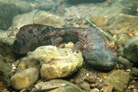 Pennsylvania state amphibian may be a, yes, hellbender | Outdoors ...