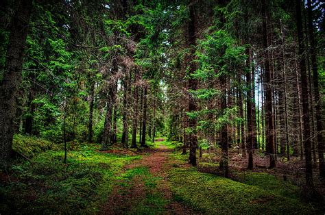 HD wallpaper: vegetation, forest, 8k, tree, green leaves, 8k uhd, woodland | Wallpaper Flare