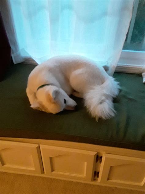 Croissant Dog : r/Dogloaf