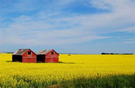 Canola fields (Alberta, Canada) - Travellerspoint Travel Photography