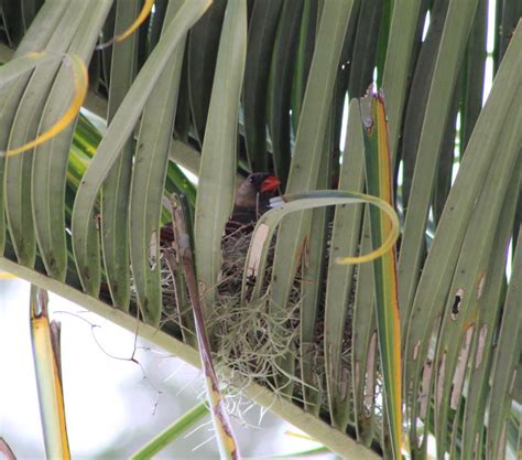 Northern Cardinal - NestWatch