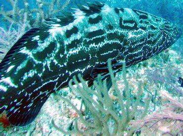 Black Grouper - Mycteroperca bonaci - Groupers - - Caribbean Reefs