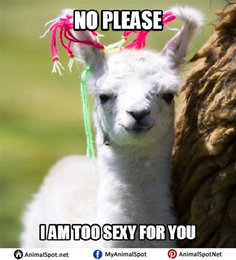 Llama Memes