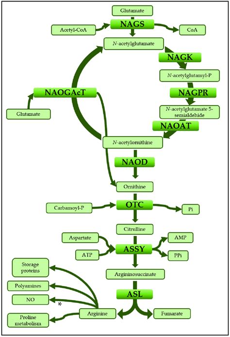 Arginine biosynthesis. Schematic pathway of arginine biosynthesis from... | Download Scientific ...