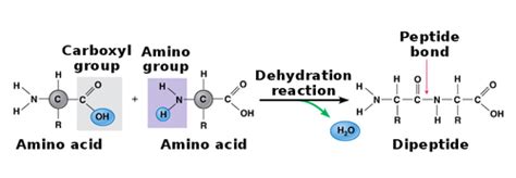 Formation Of A Peptide Bond