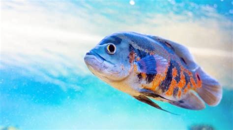 5 Common Oscar Fish Diseases and Illnesses - Avid Aquarist