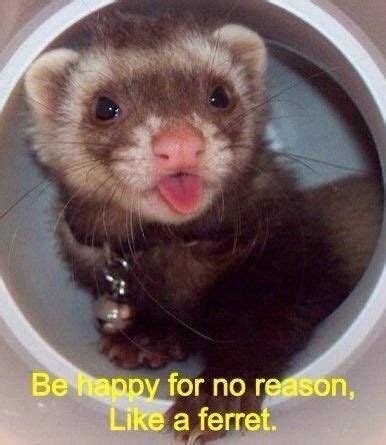 15 Hilarious and Adorable Ferret Memes | Funny ferrets, Pet ferret, Ferret