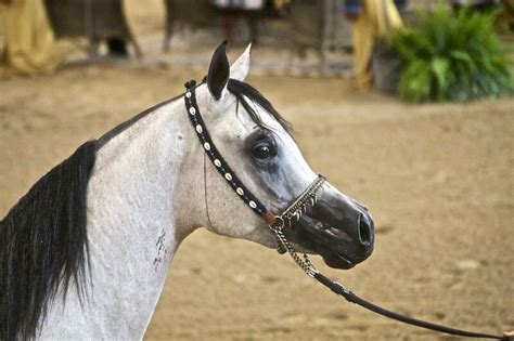 Best 250 Arabian Horse Names and Their Meanings - PetPress