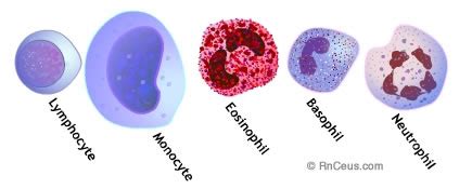 Complete Blood count with Differential