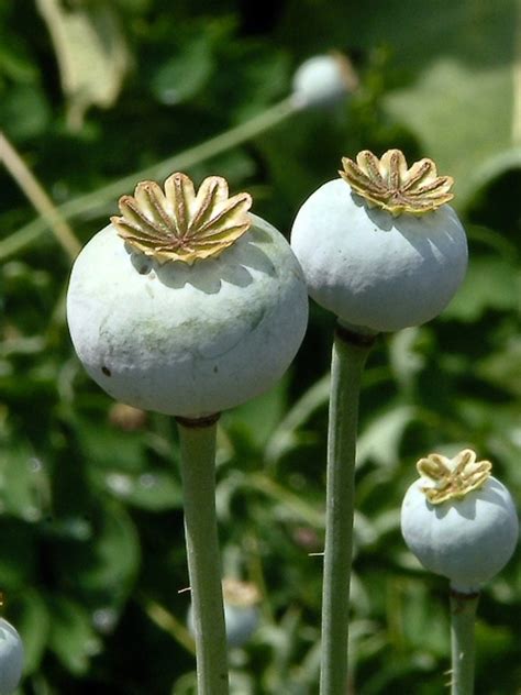 Opium Poppy | www.pixshark.com - Images Galleries With A Bite!