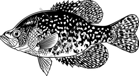 crappie fish clip art - Clip Art Library