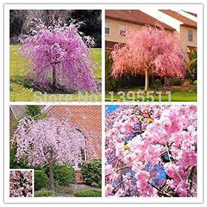 20 pink fountain weeping cherry tree Seeds DIY Home Garden Dwarf Tree ...