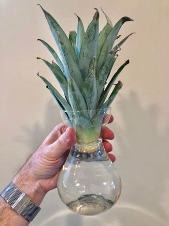 Pineapple Propagation: 9 Easy Steps to Root a Fruit Top