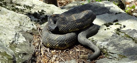 Timber Rattlesnake | Vermont Fish & Wildlife Department