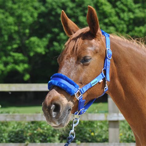 ROYAL BLUE DELUXE HEADCOLLAR WITH LEADROPE - Maxima Equestrian