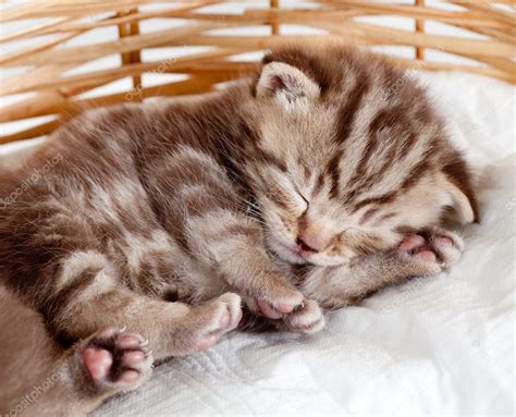 Funny sleeping baby cat kitten in wicker basket ⬇ Stock Photo, Image by © oksun70 #11854076