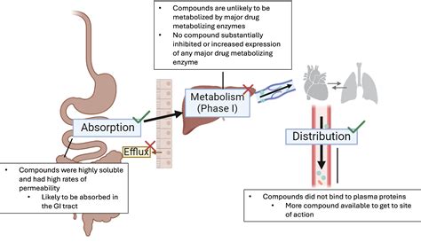 Identification and pharmacokinetic evaluation of potent HBV RNase H inhibitors - Scientific ...