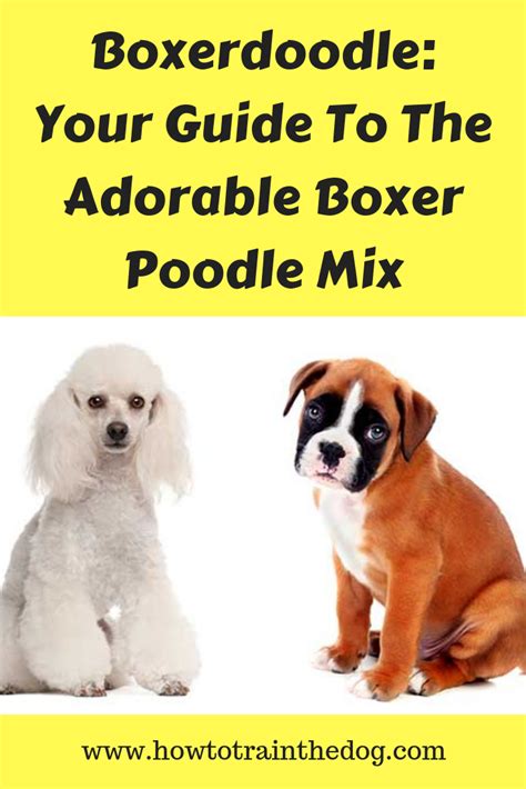 Boxerdoodle: Your Guide To The Boxer Poodle Mix (With Pictures) | Poodle mix dogs, Poodle mix ...